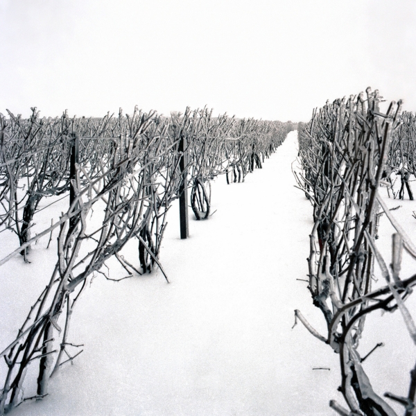 A northern vineyard