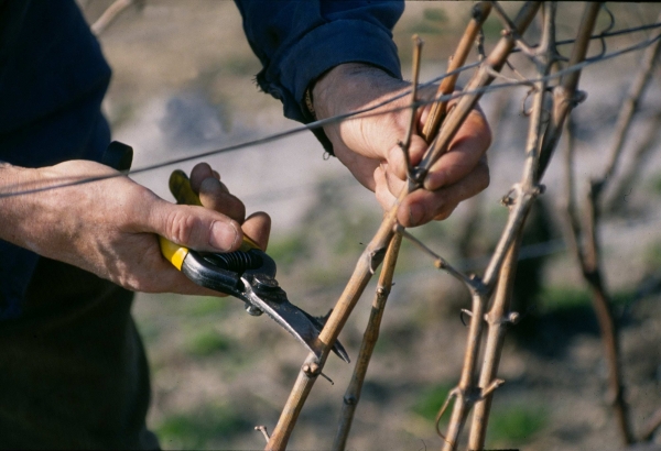 Champagne know-how, pruning