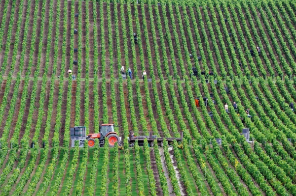 Grape harvest