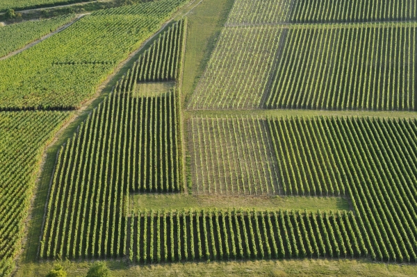Champagne vines