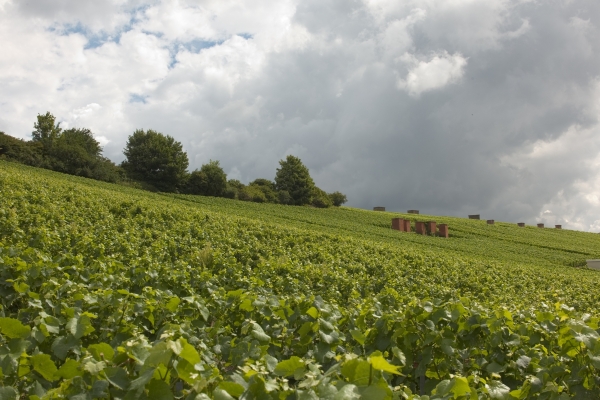 Ventilation shafts in vineyard – Historic hillsides – Aÿ